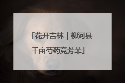 花开吉林｜柳河县千亩芍药竞芳菲
